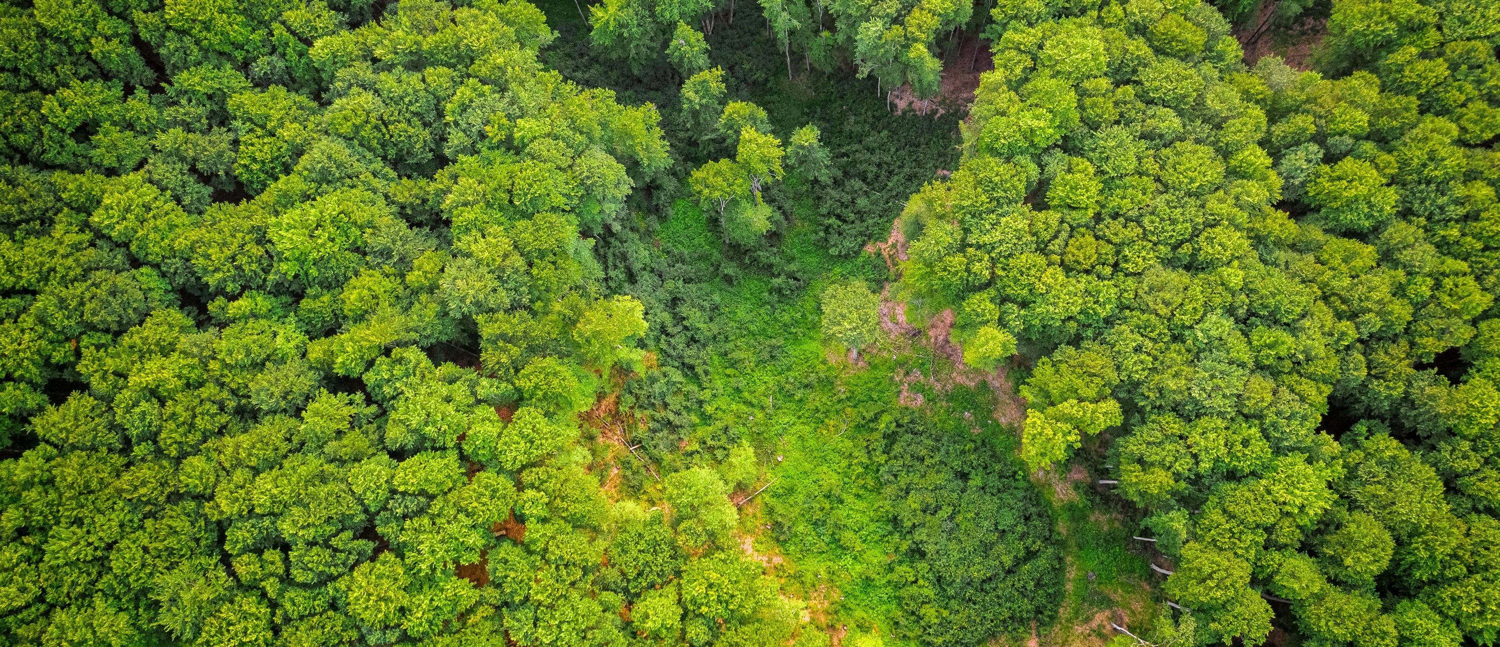 Ariel view of a rainforest