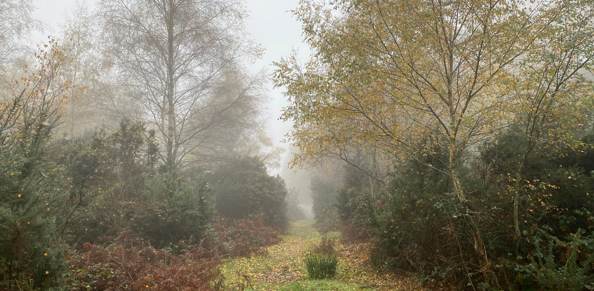 a misty woodland with a green path of grass leading through it 